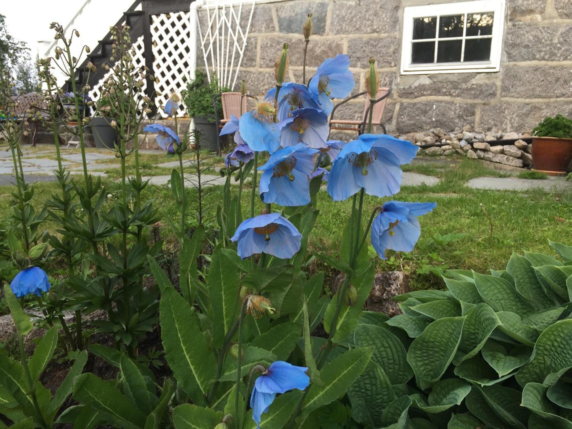 Guest house Arctic Garden