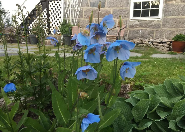 Arctic Garden