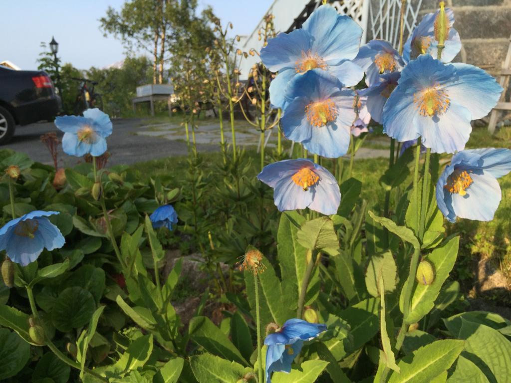 Arctic Garden Lodingen